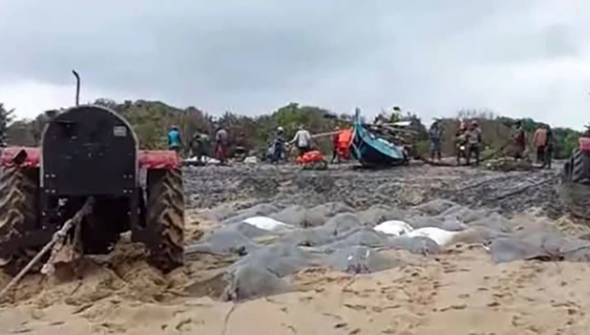 A fishing net caught 7.5 million Madhu fish at once. pulled ashore with four tractors