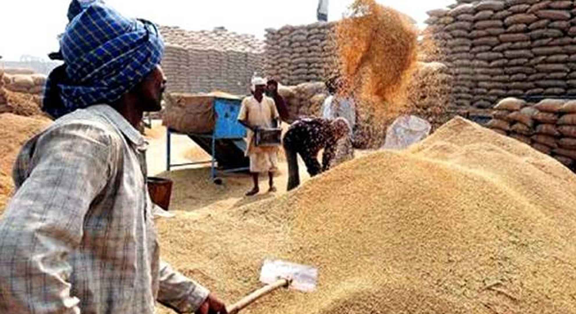 A concessional loan to purchase paddy harvest
